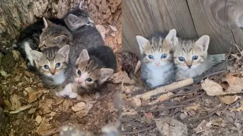 Cuatro gatitos callejeros abandonados Cuatro gatitos callejeros abandonados