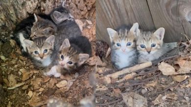 Una mujer encuentra cuatro gatitos abandonados en un árbol y los salva