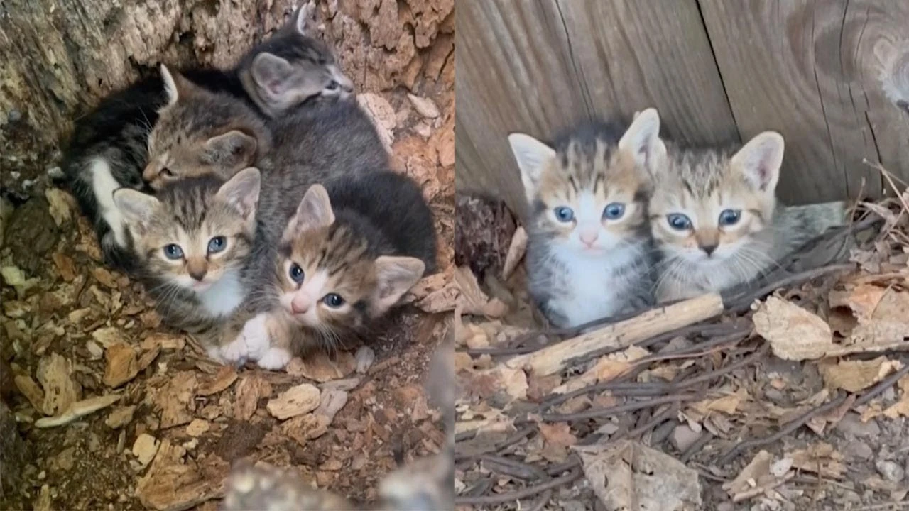 Cuatro gatitos callejeros abandonados