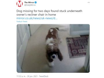 Perro perdido es encontrado debajo de un sillón