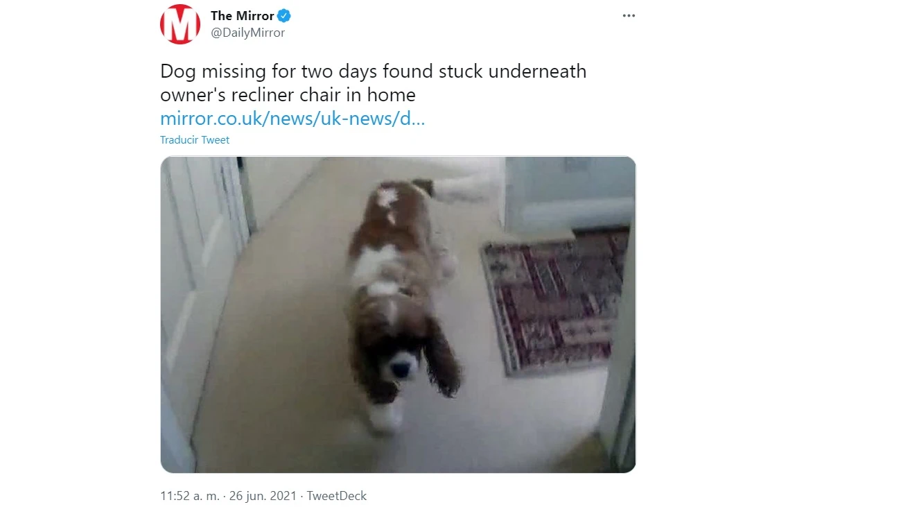 Perro perdido es encontrado debajo de un sillón Perro perdido es encontrado debajo de un sillón