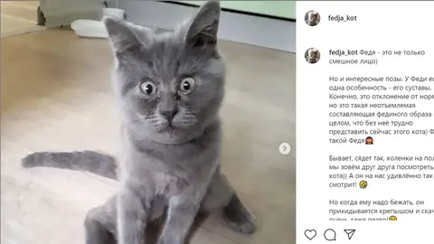 Gato sorprendido Gato sorprendido