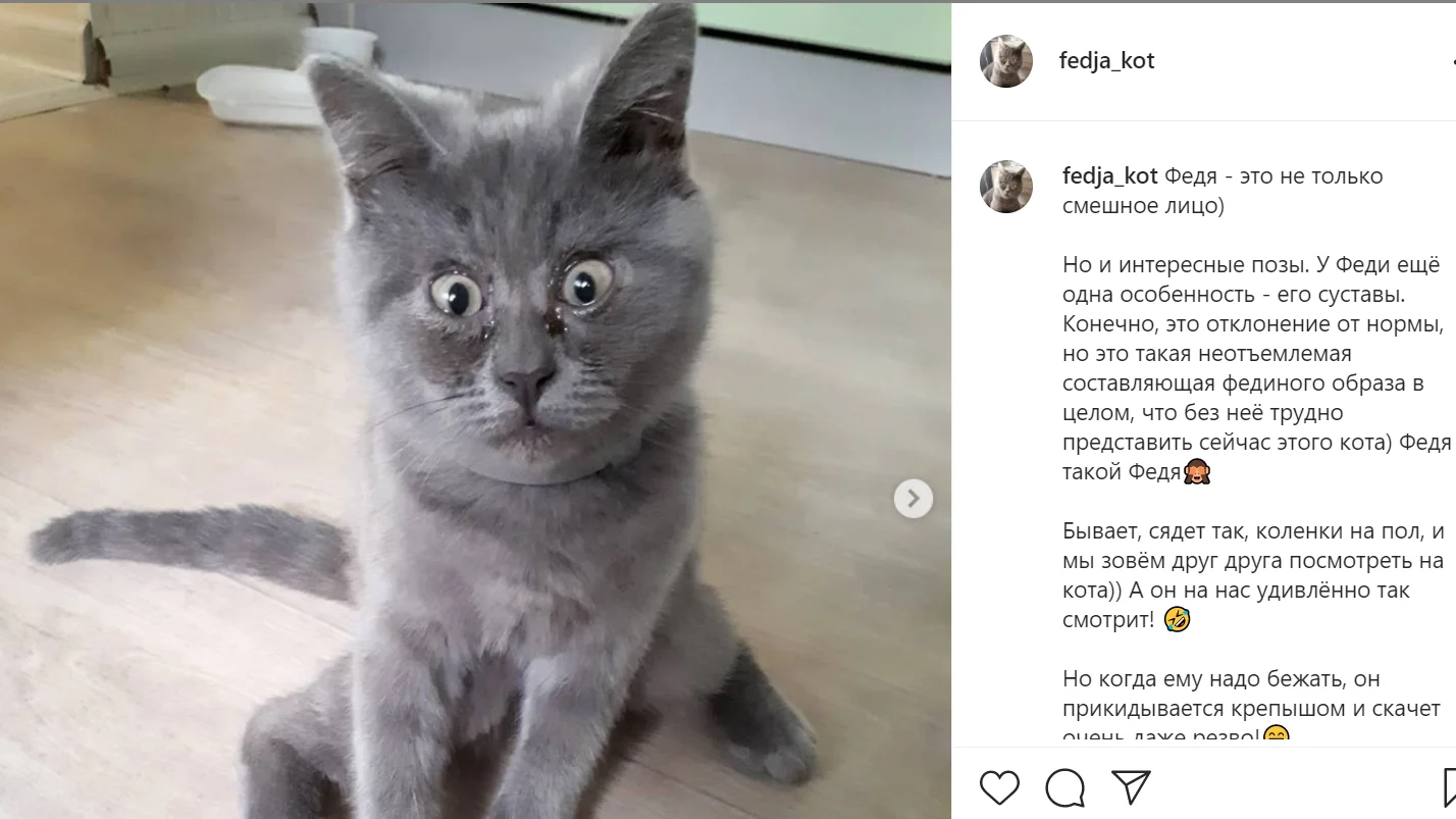 Gato sorprendido