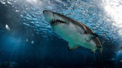 Un tiburón ataca a un hombre mientras practicaba 