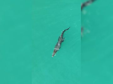Un cocodrilo acosa a un barco en mitad del océano
