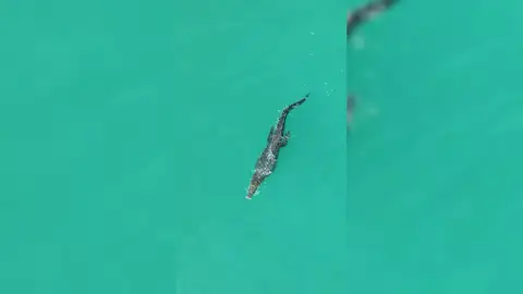 Un cocodrilo acosa a un barco en mitad del océano Un cocodrilo acosa a un barco en mitad del océano