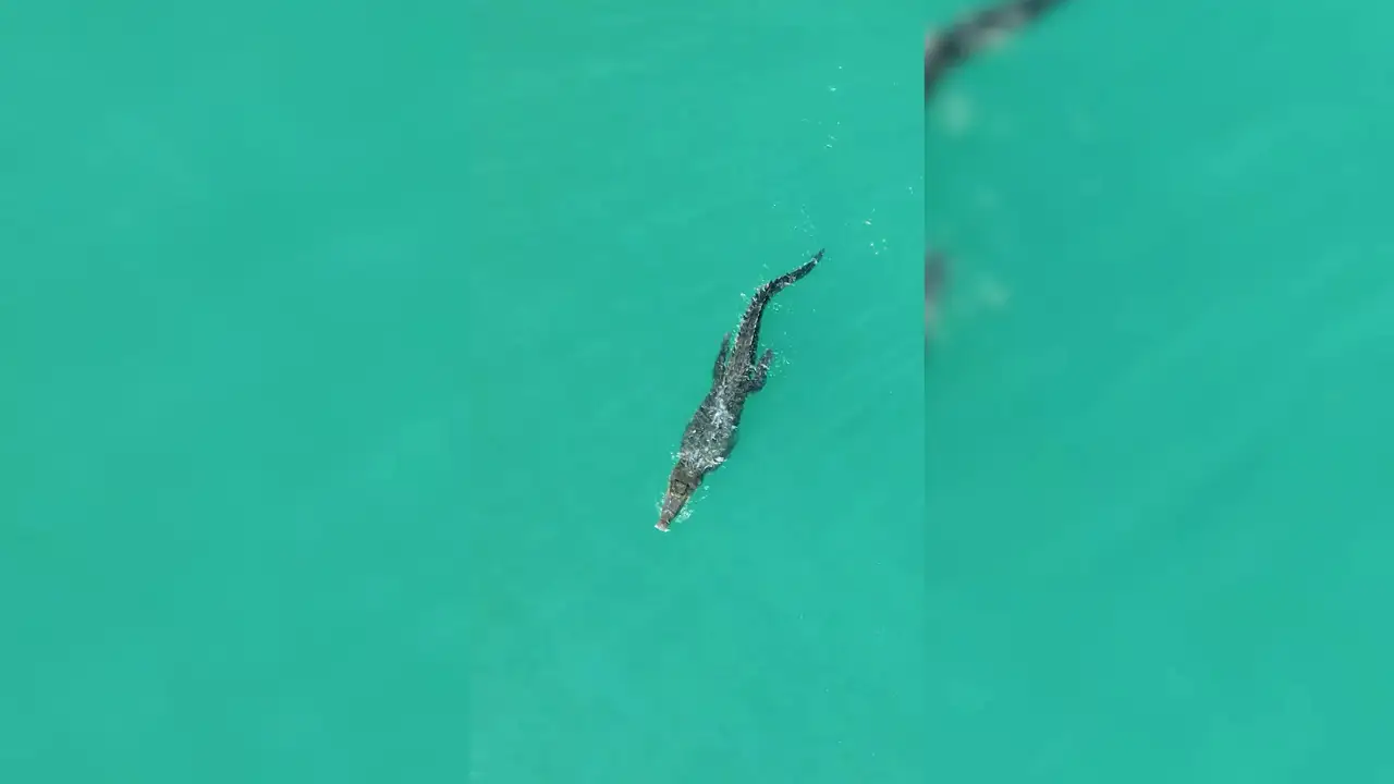 Un cocodrilo acosa a un barco en mitad del océano