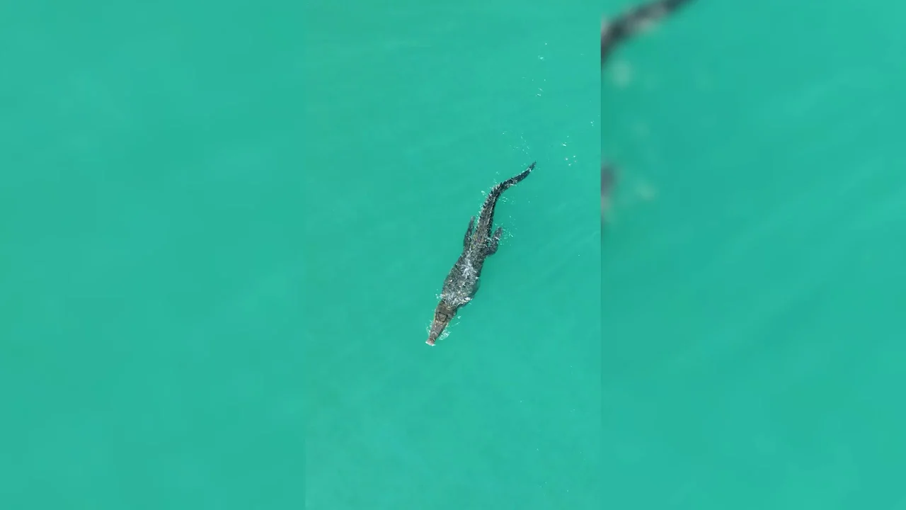 Un cocodrilo acosa a un barco en mitad del oc&eacute;ano