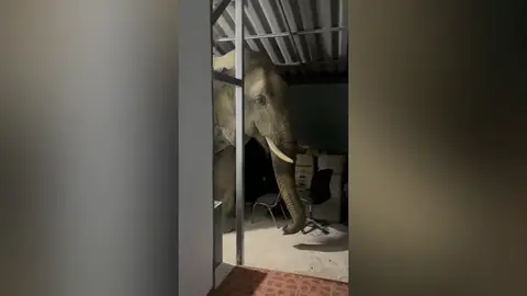 El hambriento elefante que destruyó la pared de una casa invade un nuevo hogar en Tailandia El hambriento elefante que destruyó la pared de una casa invade un nuevo hogar en Tailandia