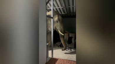 El hambriento elefante que destruyó la pared de una casa invade un nuevo hogar en Tailandia