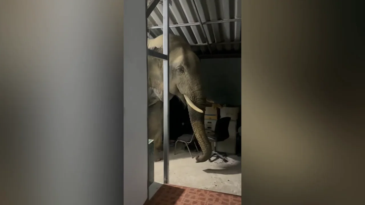 El hambriento elefante que destruy&oacute; la pared de una casa invade un nuevo hogar en Tailandia