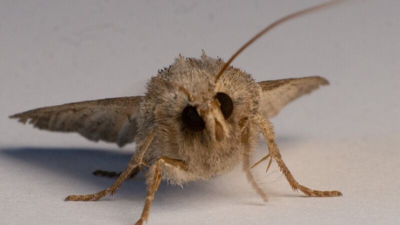 La increíble capacidad de camuflaje de esta especie de polilla japonesa