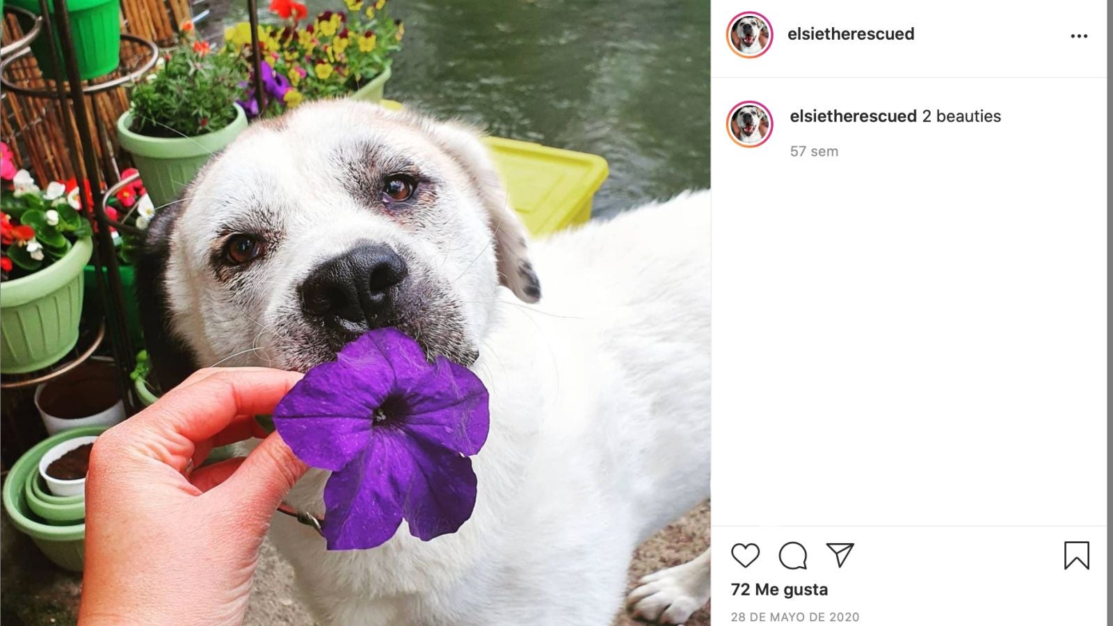 La enternecedora historia de Elsa, una perrita callejera que se negó a ser atendida si su amigo no podía acompañarla