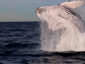 Espectaculares imágenes de un grupo de ballenas saltando junto a un barco en Australia