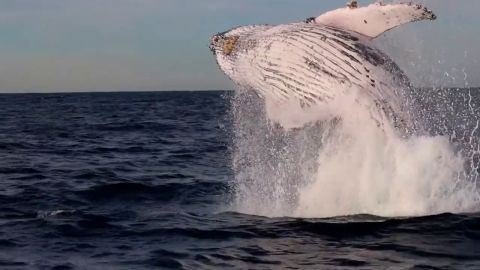 Espectaculares im&aacute;genes de un grupo de ballenas saltando junto a un barco en Australia