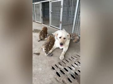 Una perra cuida de tres cachorros de tigre que fueron rechazados por su madre