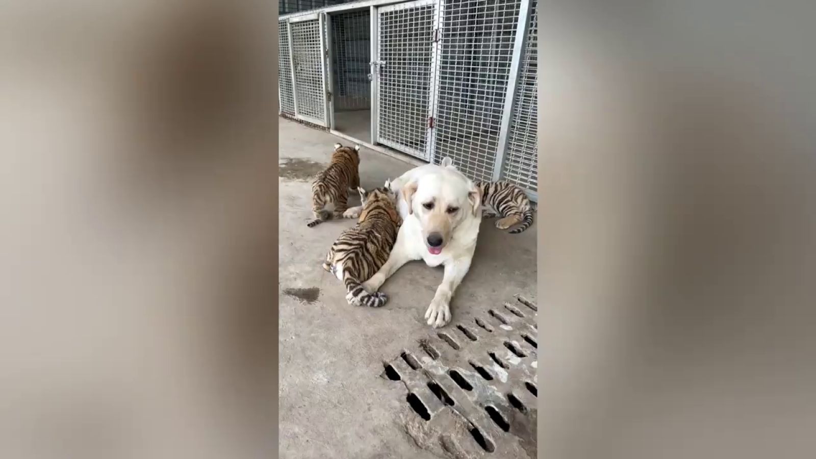 Una perra cuida de tres cachorros de tigre que fueron rechazados por su madre