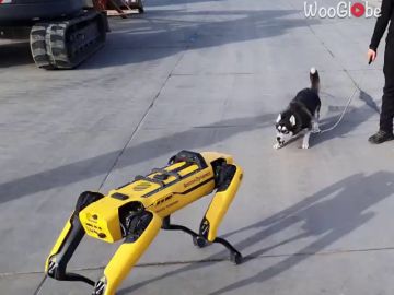La reacción de un perro al encontrarse con un perro robot