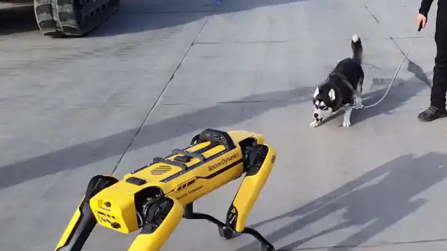 La reacción de un perro al encontrarse con un perro robot