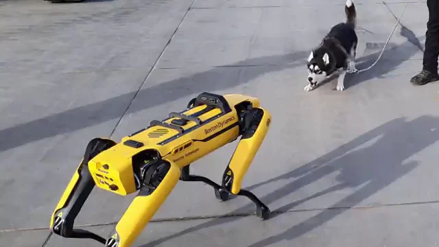 La reacción de un perro al encontrarse con un perro robot