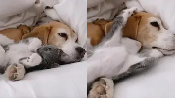 Un gato y un perro abrazándose