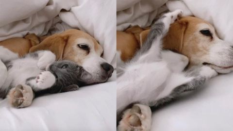 Un gato y un perro abrazándose