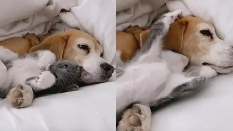 Un gato y un perro abrazándose Un gato y un perro abrazándose