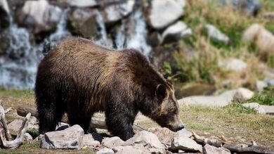 Un cazador encuentra una cámara perdida llena de imágenes grabadas por un oso