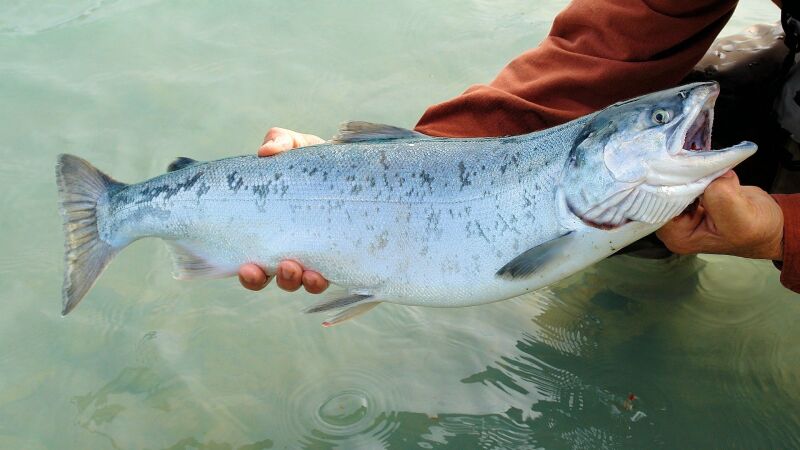 Salmones enloquecen en una granja alemana tras intoxicarse con cocaína