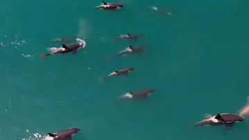 Familia de orcas
