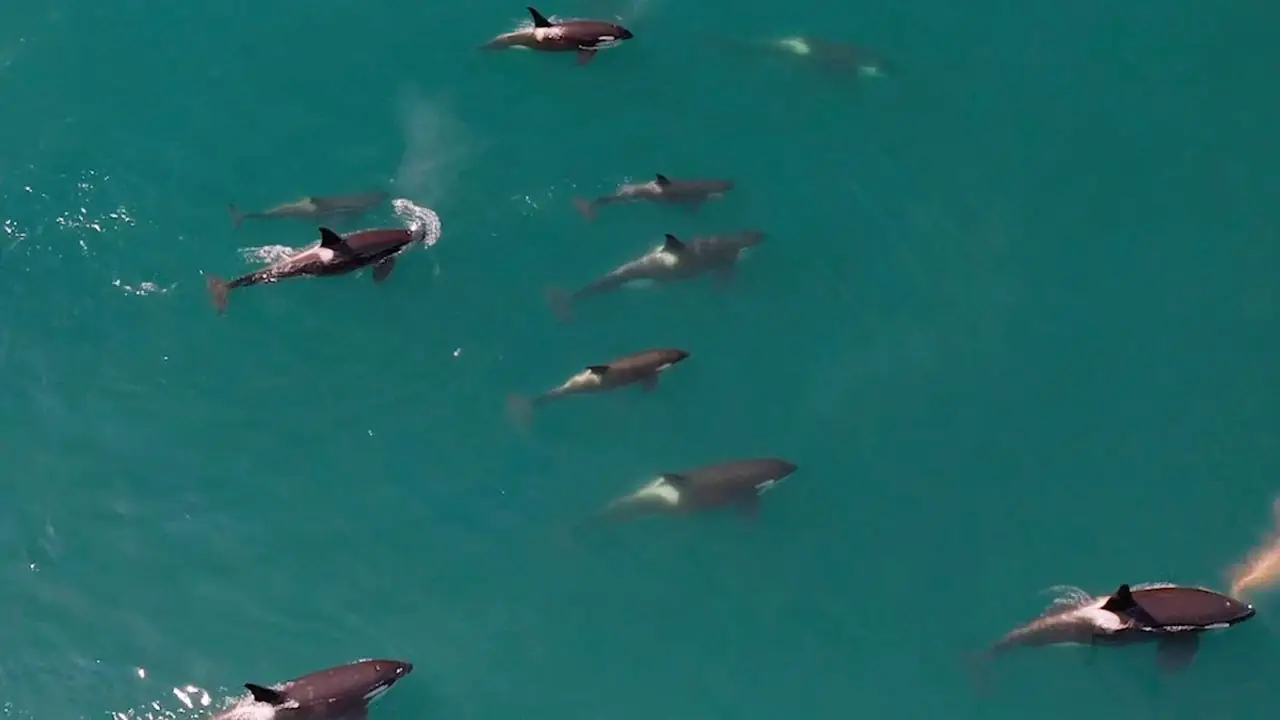 Familia de orcas