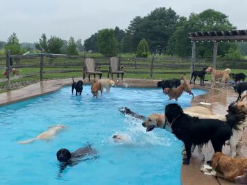 Un adorable video muestra a 39 cachorros saltando a una piscina para refrescarse en un día caluroso