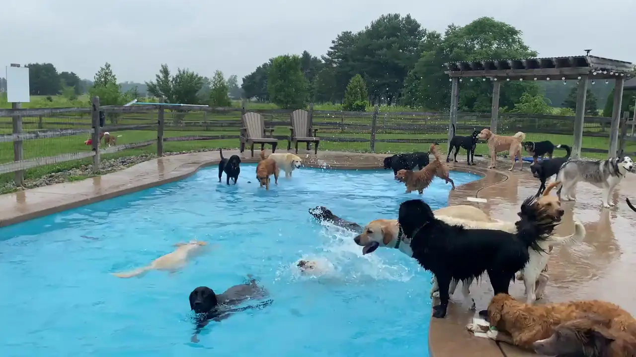 Un adorable video muestra a 39 cachorros saltando a una piscina para refrescarse en un día caluroso