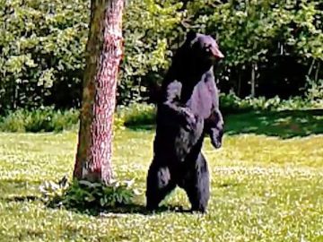 Un oso andando a dos patas 