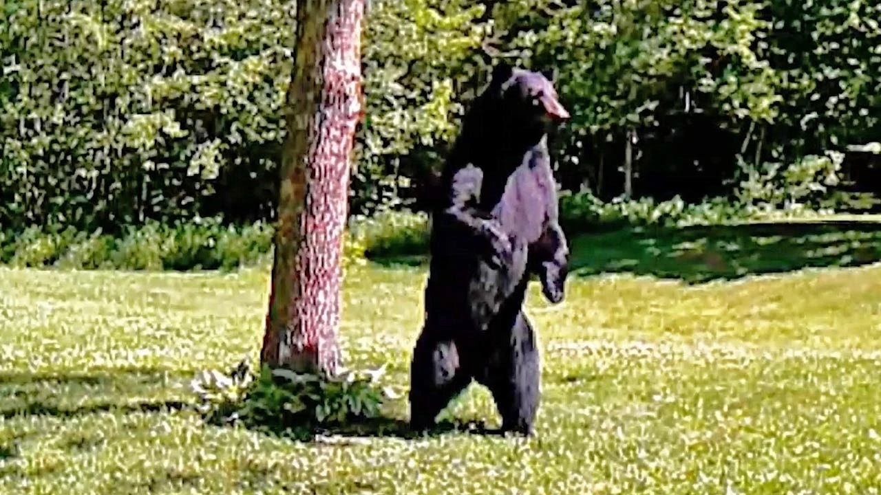 Un oso andando a dos patas 