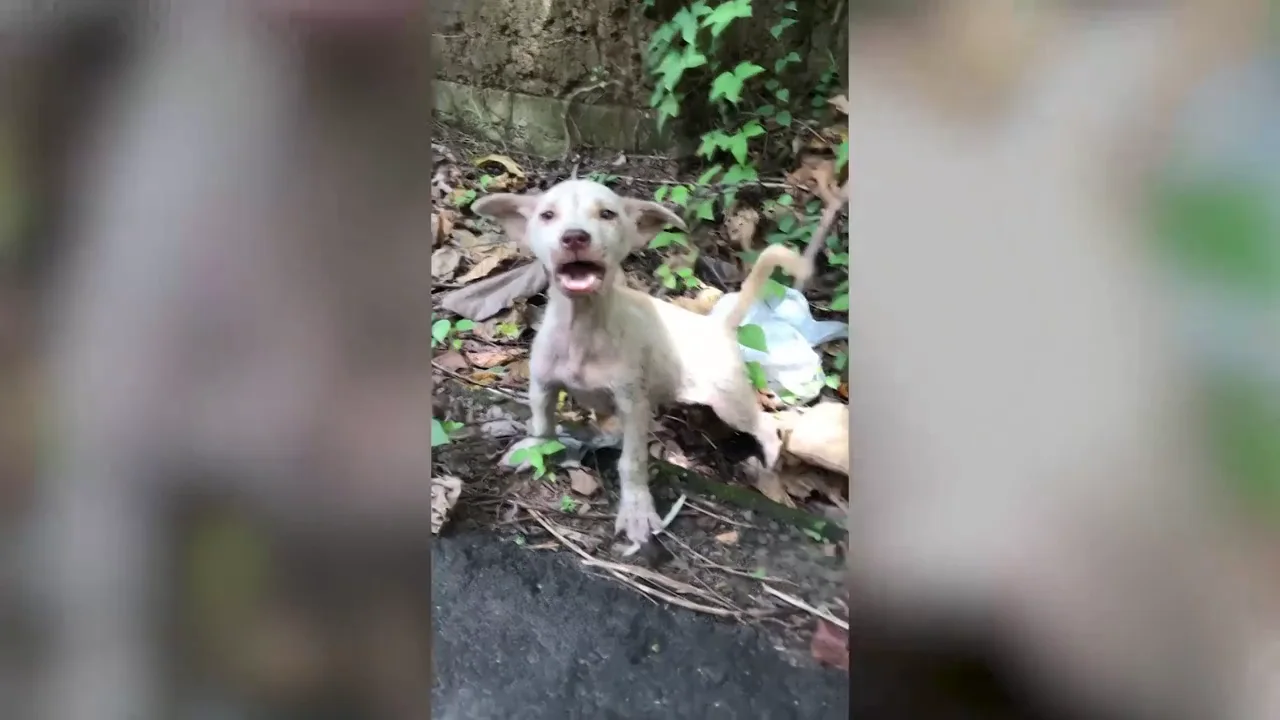 Un perro abandonado aprende a confiar en los humanos después de ser rescatado en una carretera de Bali Un perro abandonado aprende a confiar en los humanos después de ser rescatado en una carretera de Bali