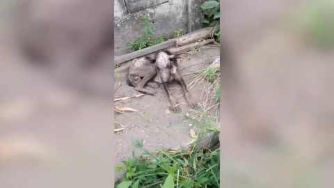 Rescata a un perro maltratado que estaba a punto de morir y lo cuida hasta que se recupera totalmente