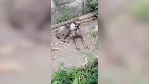 Rescata a un perro maltratado que estaba a punto de morir y lo cuida hasta que se recupera totalmente Rescata a un perro maltratado que estaba a punto de morir y lo cuida hasta que se recupera totalmente