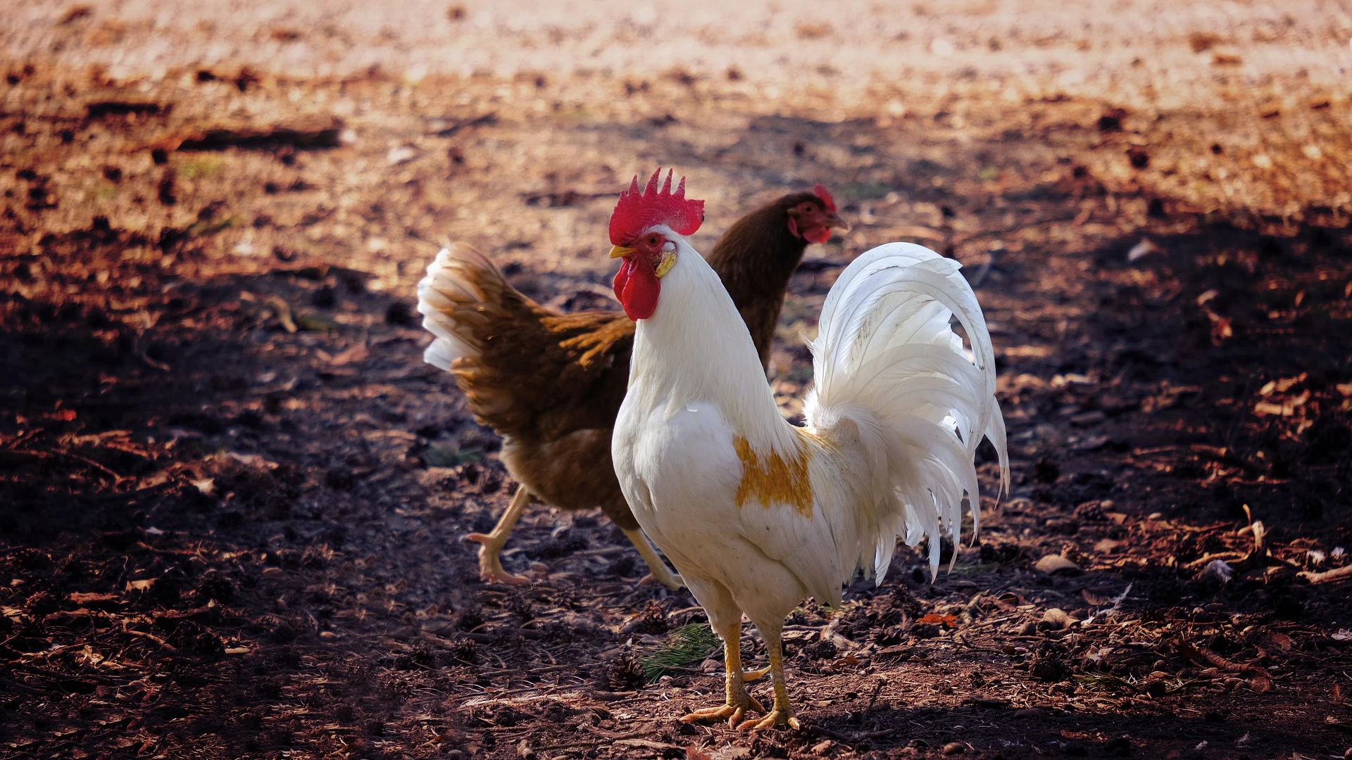 Gallinas [archivo]