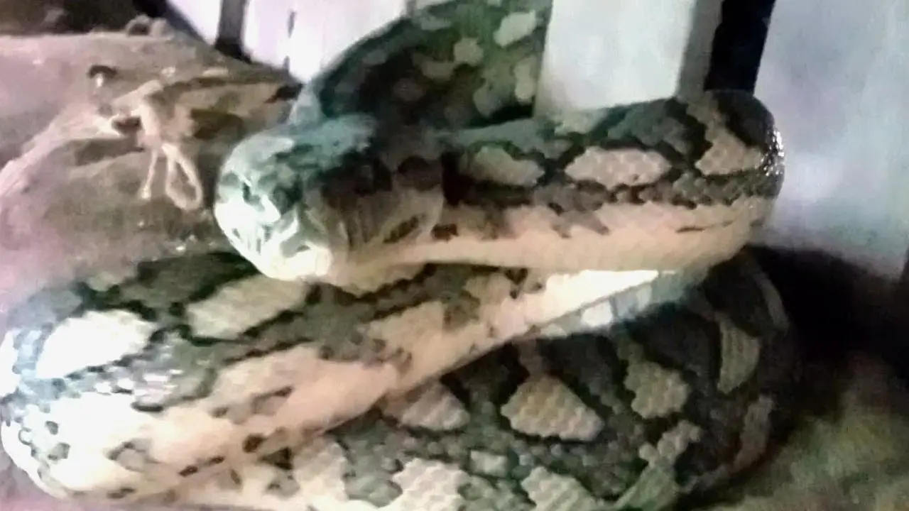 Serpiente atacando a la cámara