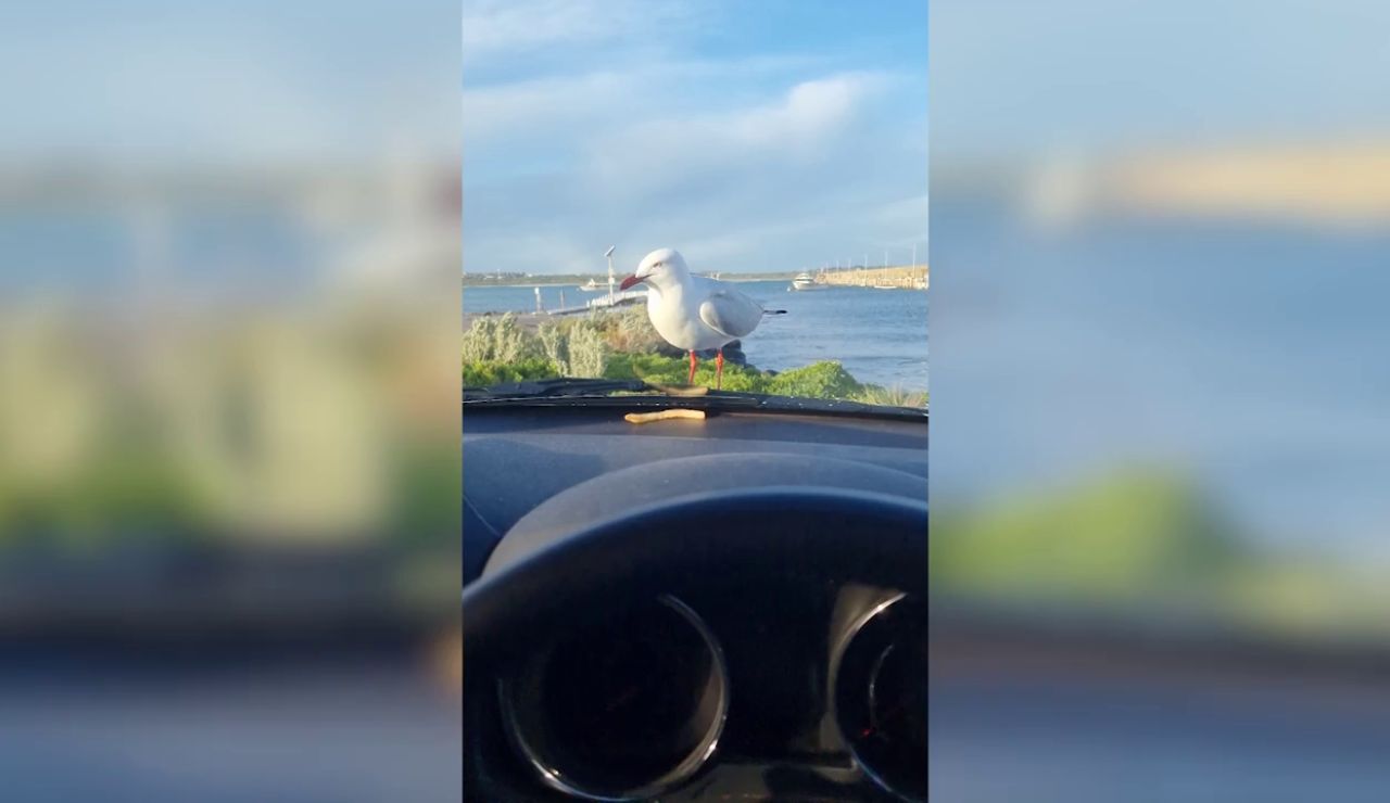 Esta gaviota no puede reprimir su tentación por las patatas fritas