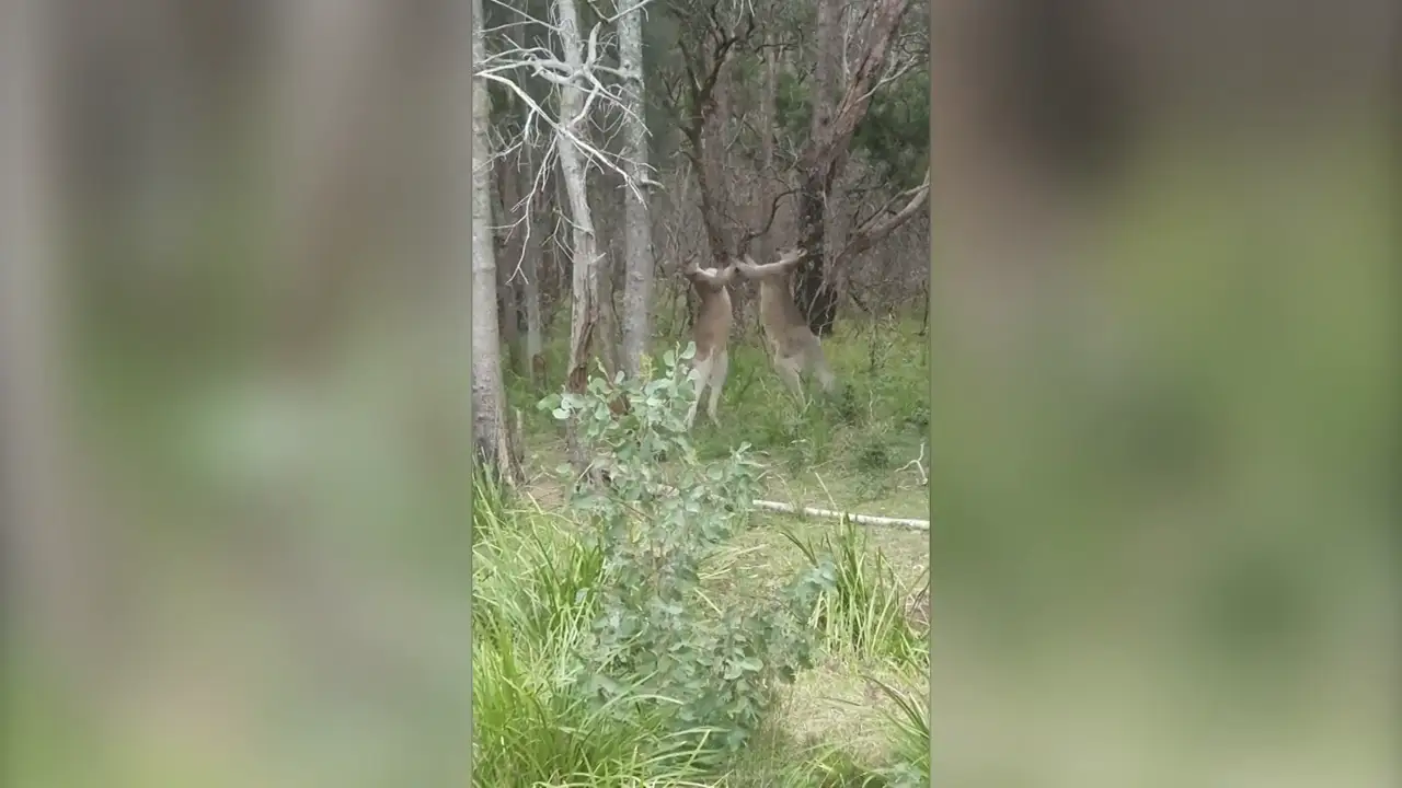 Graban la espectacular pelea de boxeo de dos canguros en Australia
