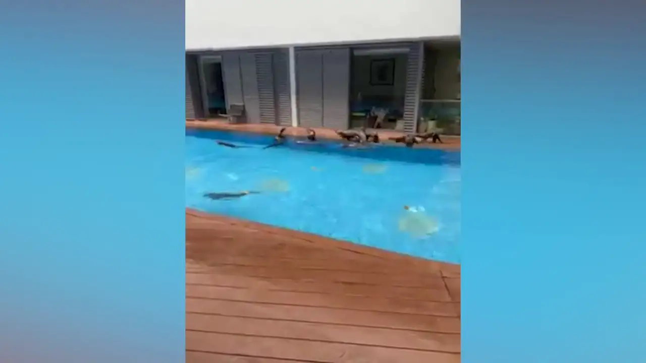 Una familia de nutrias se cuela en una piscina privada y se lo pasan en grande