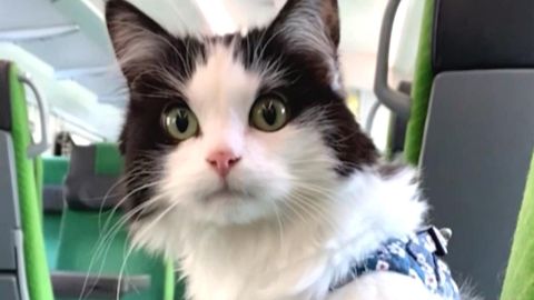 Gato viajando en tren