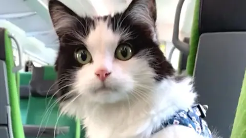 Gato viajando en tren Gato viajando en tren