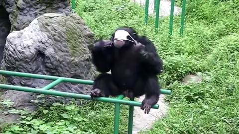 Así respeta este gorila las medidas contra el Coronavirus Así respeta este gorila las medidas contra el Coronavirus
