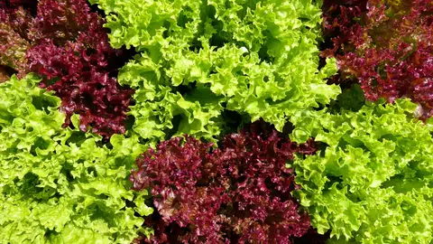 Lechuga Lechuga