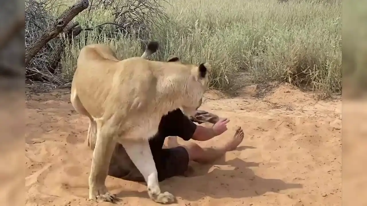 Adoptó a una leona y ahora se deja abrazar por ella sin miedo