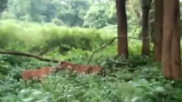 Graban la feroz batalla de dos tigres machos enfrentándose en la India