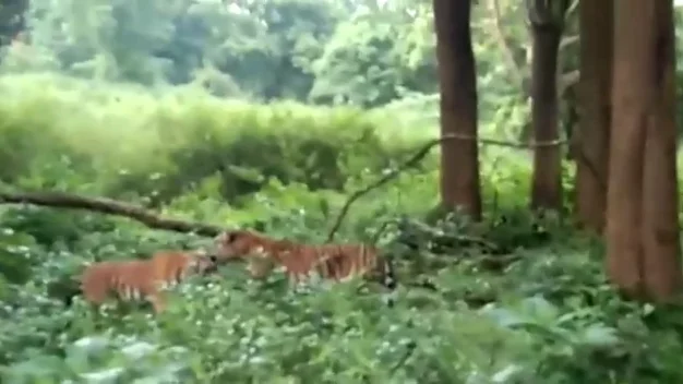 Graban la feroz batalla de dos tigres machos enfrent&aacute;ndose en la India